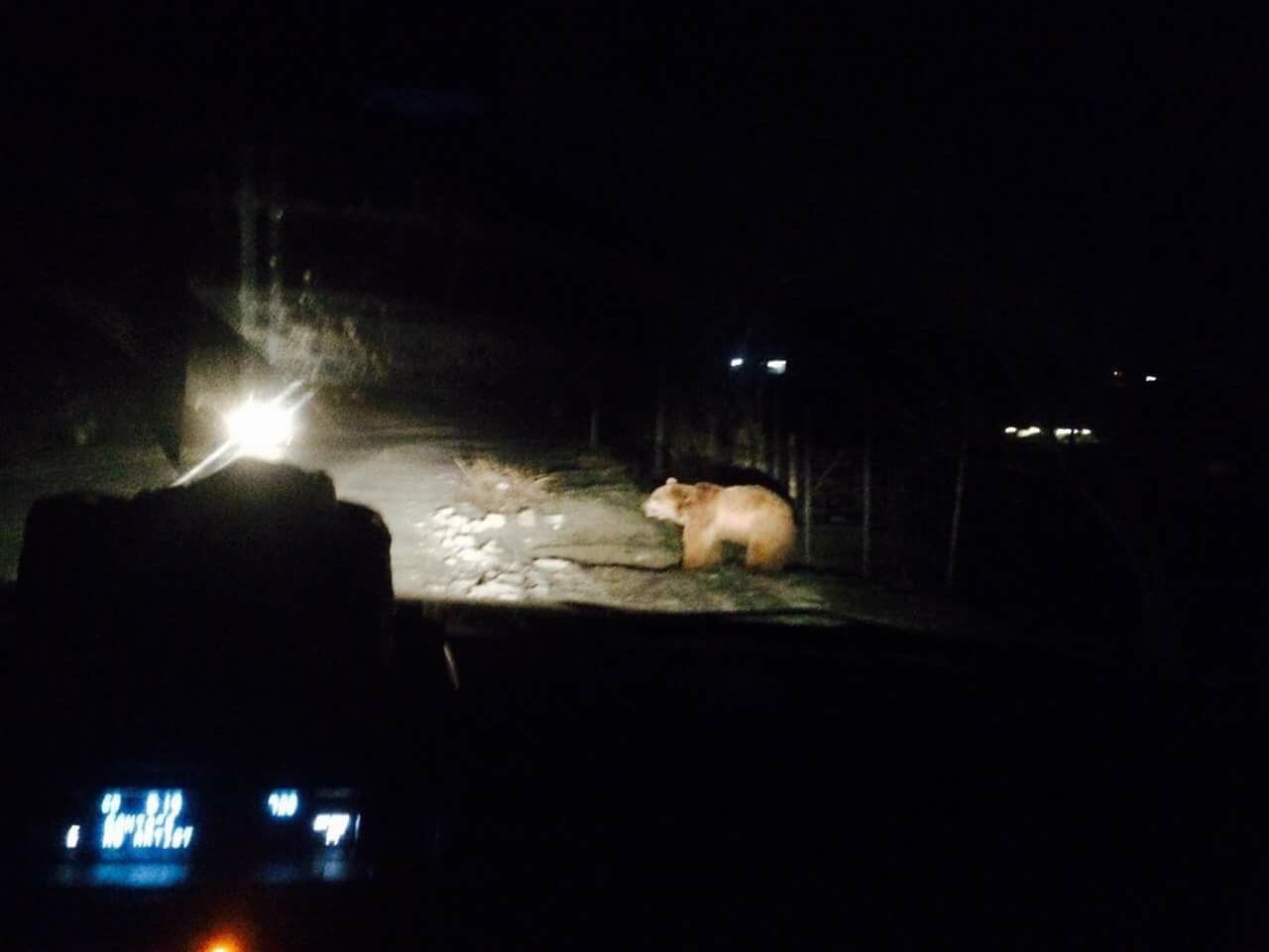 One of the released bears into Kurdistan nature appears in Haji Omaran town in Erbil Province, April 17, 2017. (Photo: Social Media)